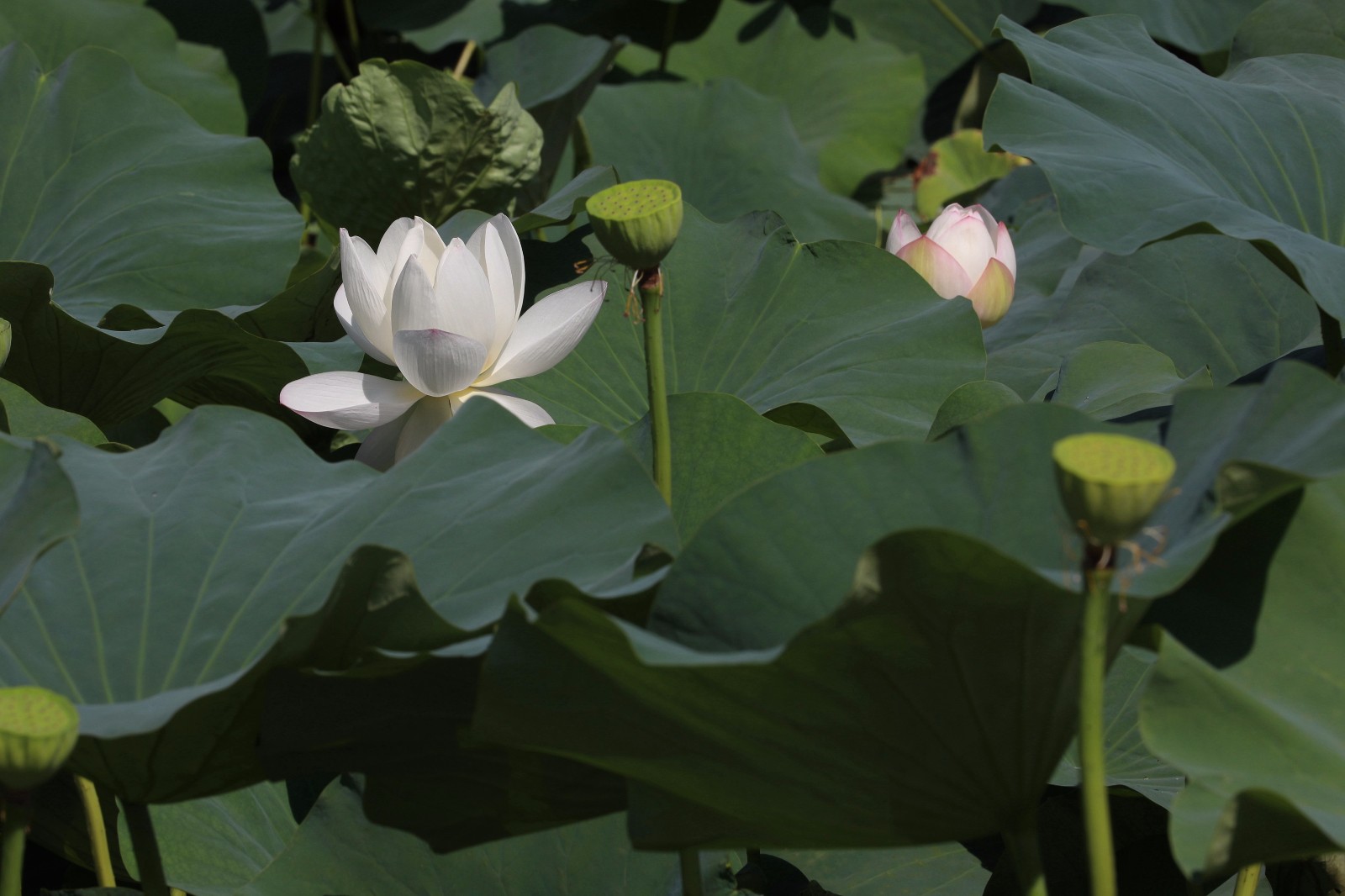 处暑赏荷韵味浓|荣成市|荷花|湿地公园_新浪新闻