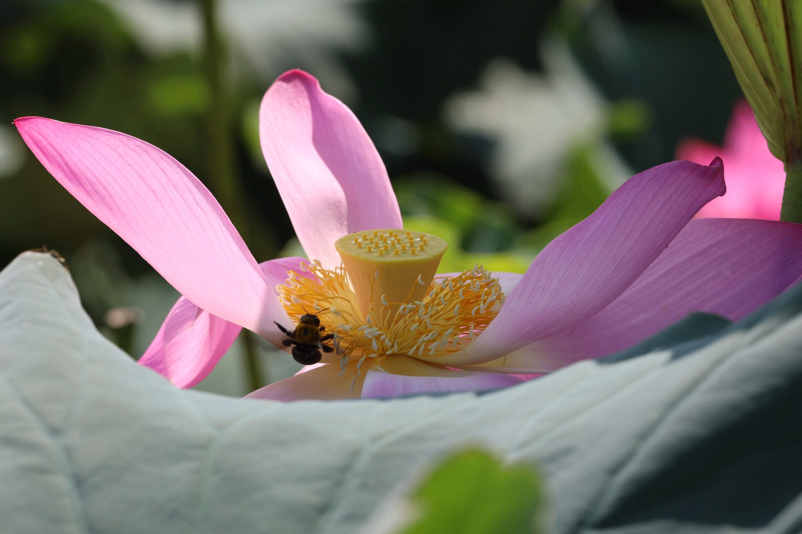 处暑赏荷韵味浓|荣成市|荷花|湿地公园_新浪新闻