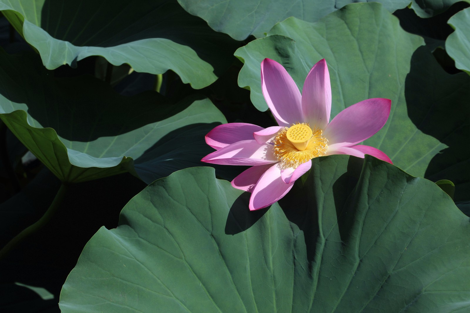 处暑赏荷韵味浓|荣成市|荷花|湿地公园_新浪新闻