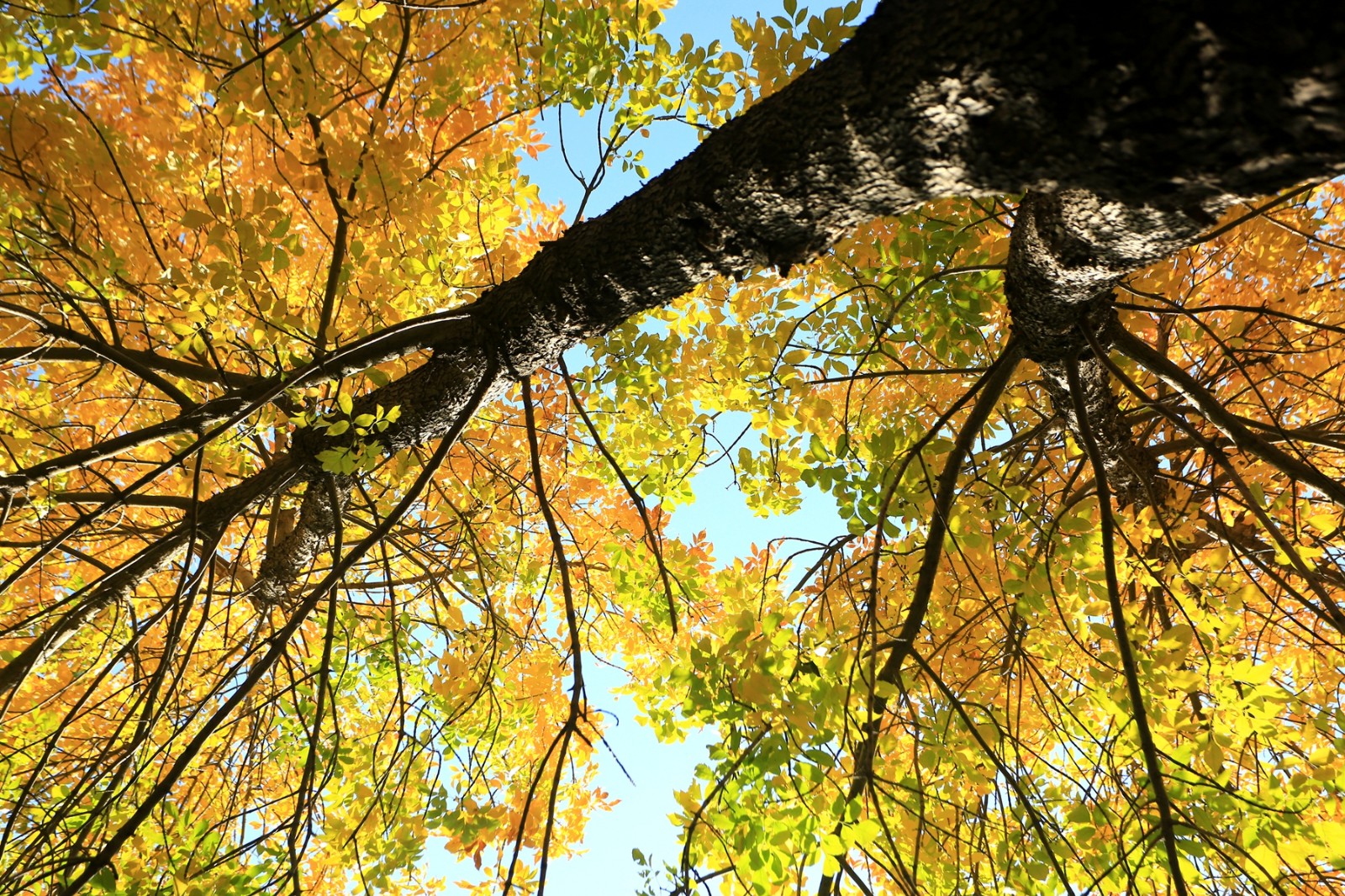 独木成林 一树金黄见证郑州唯美秋天