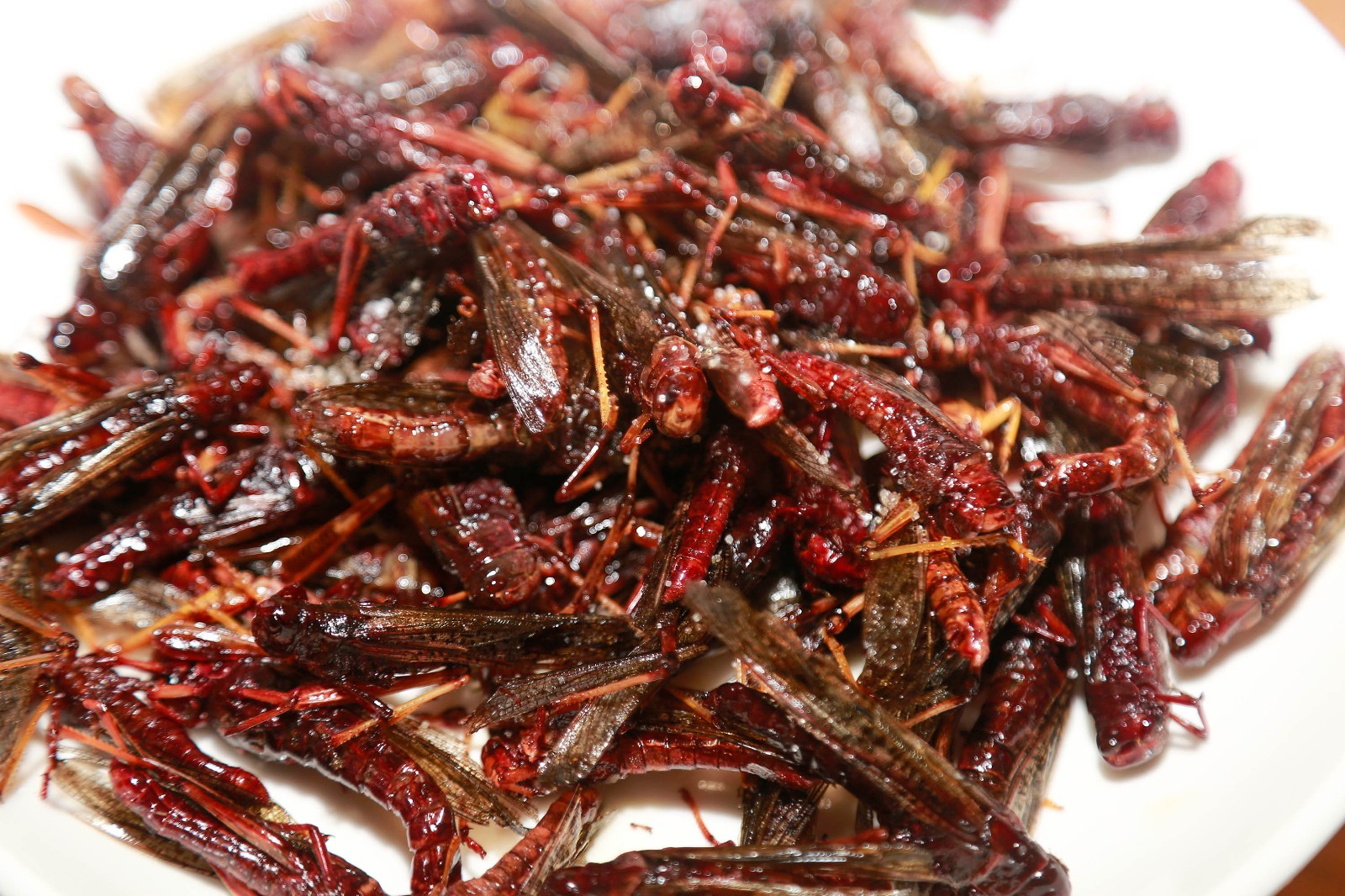 农民把蚂蚱当宝贝喂养,年收益上十万元,这个油炸蚂蚱你敢吃不?