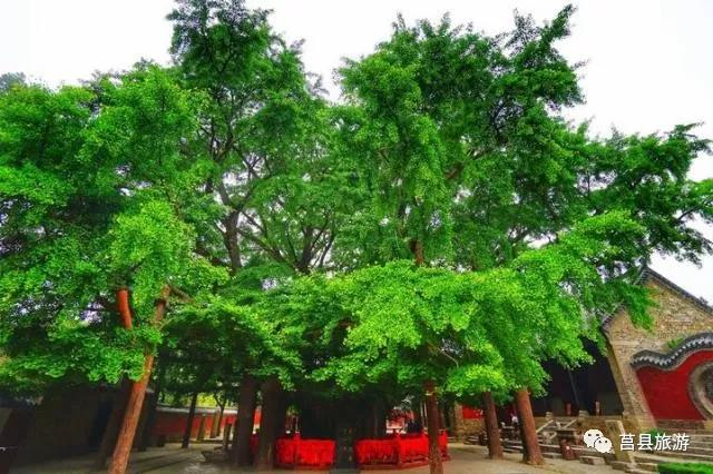 中国最美古树——天下银杏第一树