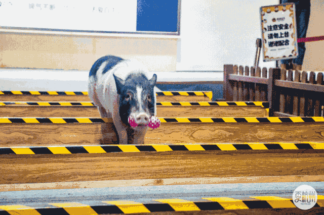 逆天!会跨栏会打桌球会玩滑板的小猪猪,你舍得吃吗?