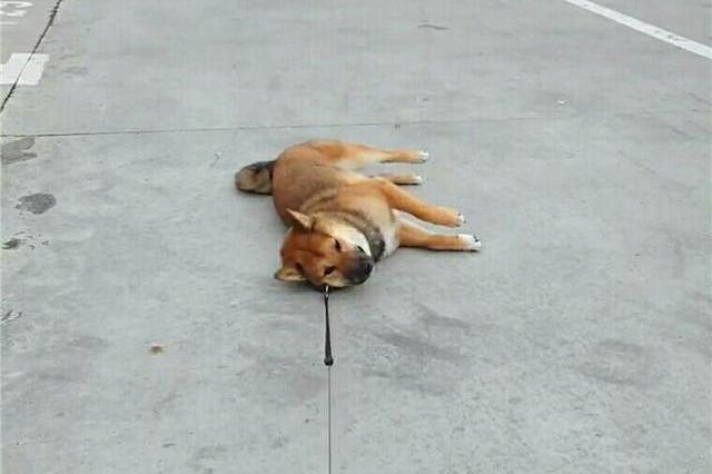 贪玩的狗狗不肯回家被铲屎官强行拖走,倔强的让人怀疑人生