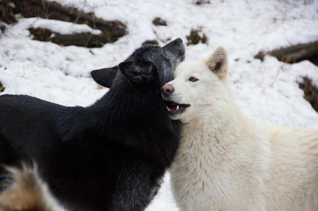 脑子一热买回混血狼发现根本不适合家养,它长大后想攻击家里的狗