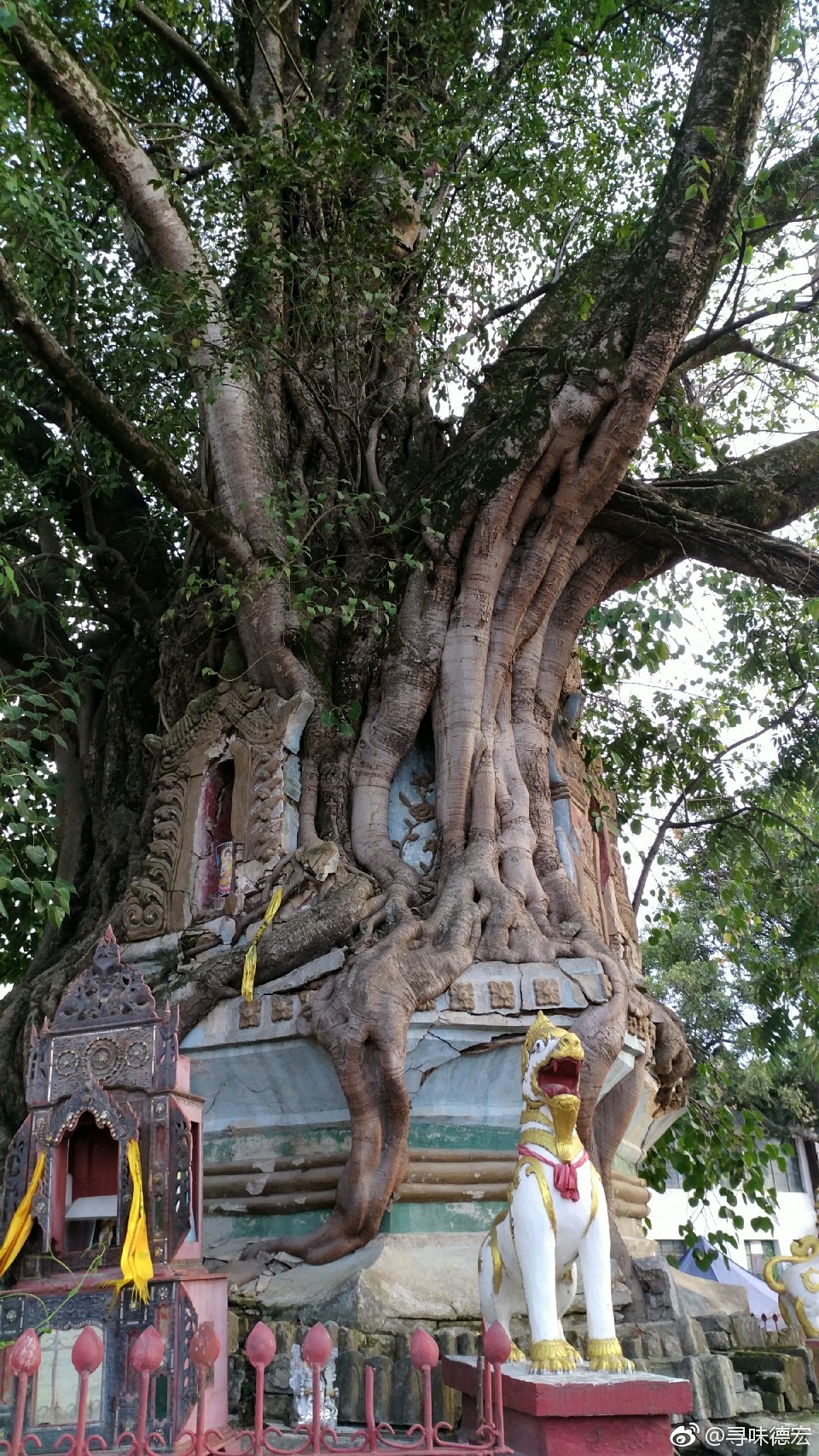 树包塔,一棵树包起一座塔,在东南亚还是比较常见的!