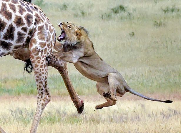 非洲长颈鹿苦战狮子 寡不敌众难逃追杀