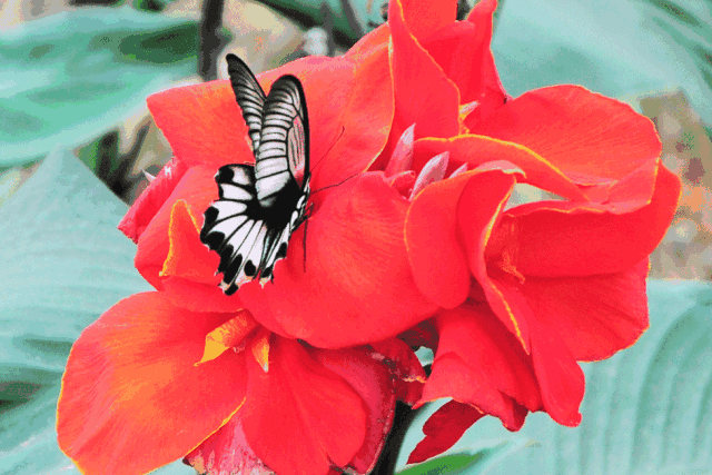 美极了广西五彩田园三角梅花海节真的太美了