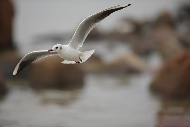 单反和微单相比,哪个好一些?原来单反好在这里