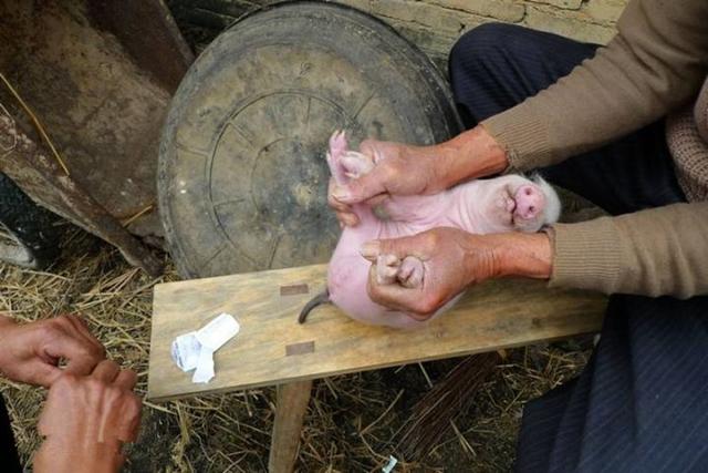 农村这门手艺很吃香现在会的人不多但是却只传男不传女