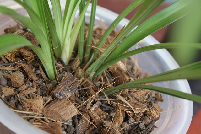 兰花发芽就靠这四招!生芽白又多茁壮健康