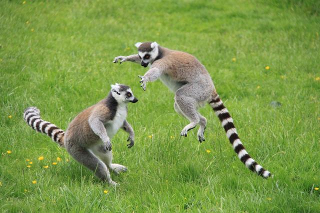 马达加斯加看狐猴