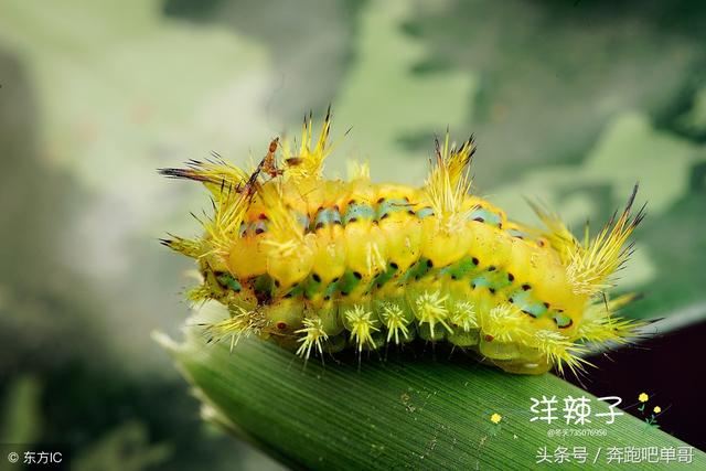 秋收玉米,被洋辣子蛰了,有啥好方法?老农:这招,马上见效