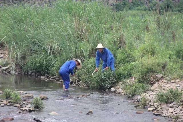汁液能麻晕鱼,用来捕鱼是一绝,如今价值珍贵|捕鱼|辣蓼|野草_新浪新闻
