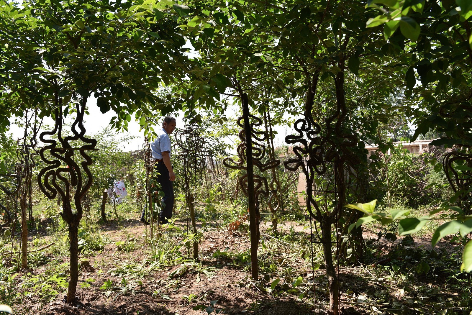 山东农民历时5年驯化油根子空闲地里种出数百棵汉字树