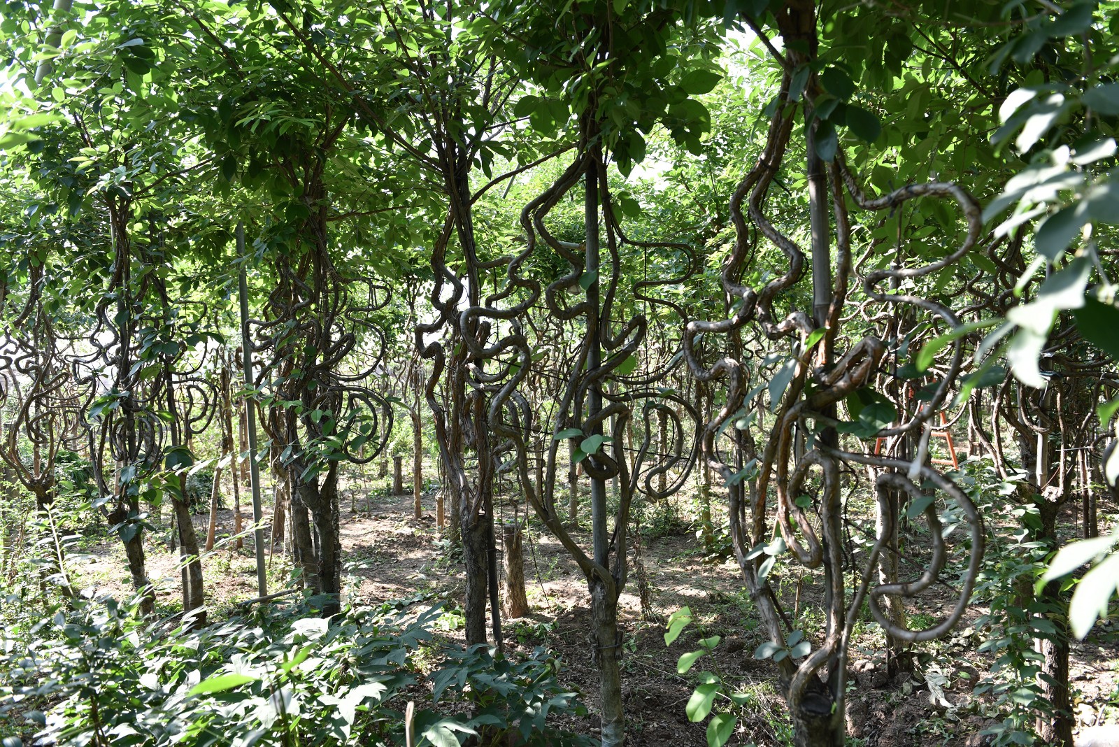山东农民历时5年驯化油根子空闲地里种出数百棵汉字树