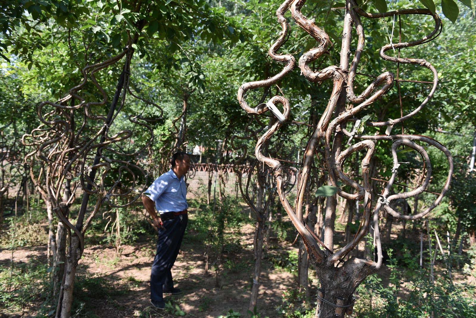 山东农民历时5年驯化油根子空闲地里种出数百棵汉字树