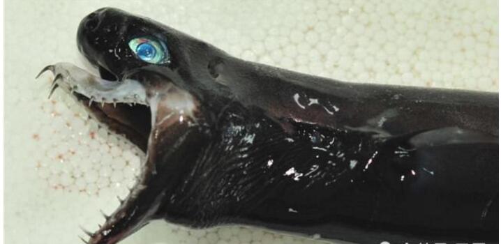 科学家发现消失数十年罕见鲨鱼 颚骨会伸长|颚骨|鲨鱼|蛇_新浪新闻