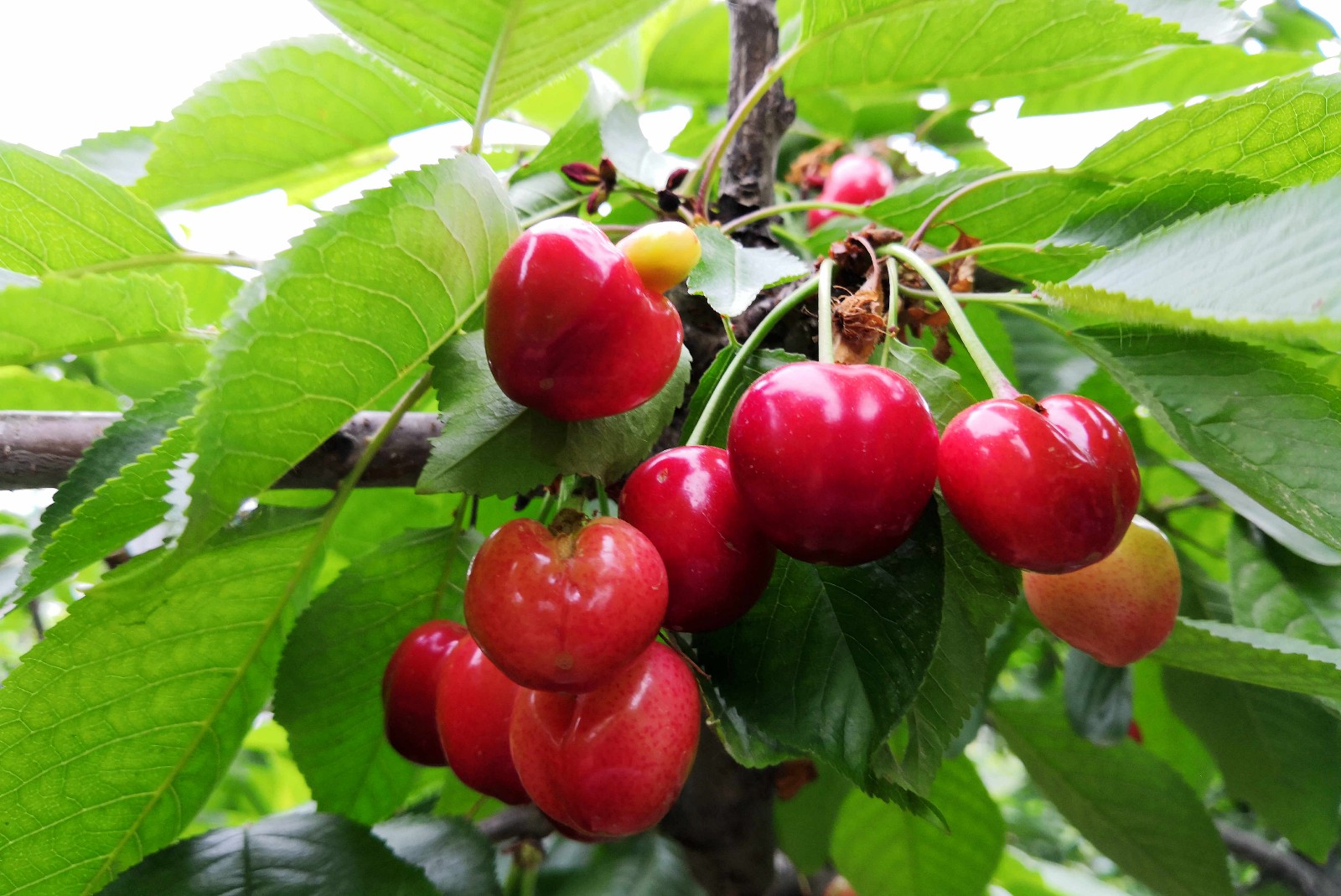 当你周末不知道咋安排你看去西安白鹿原摘樱桃咋样有约的吗