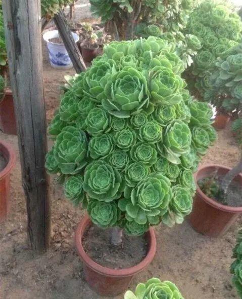 百合|绿萝|蕙兰_新浪新闻