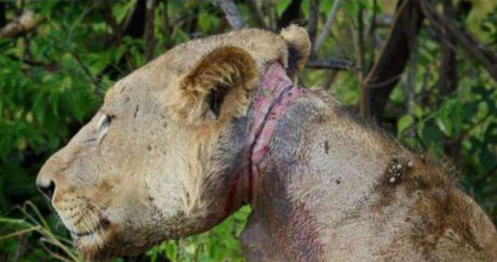 这不,在非洲草原上的这只瘦弱的狮子数日前遭遇了一次猎杀,虽逃过了