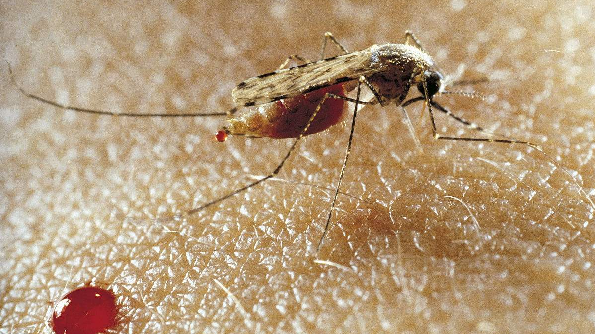 非洲疟疾肆虐科学家通过基因技术改造蚊子拯救数千万人类