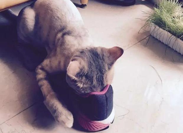 猫咪爱闻臭鞋爱撩鱼,整天中年油腻大叔样,却独得主人恩宠