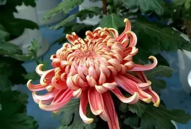 杜鹃|花语|名花_新浪新闻