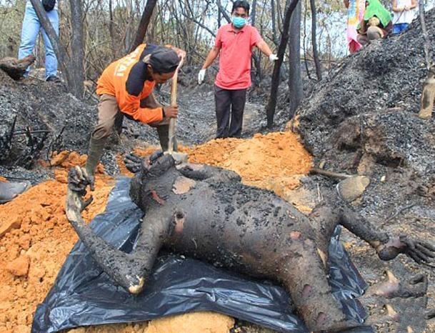 树林中出现3具"外星尸体",村民查证后很是气愤!