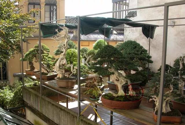 盆景园不需要太大小小一方院子即可