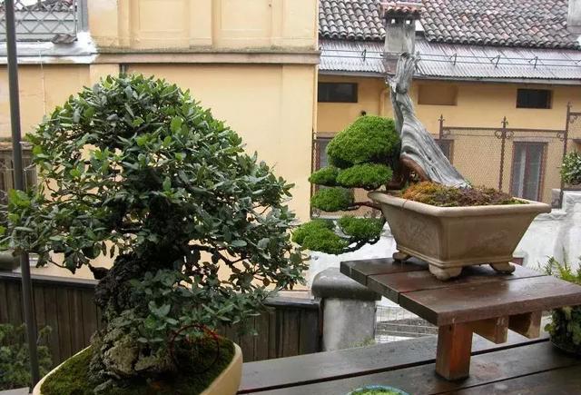 盆景园不需要太大小小一方院子即可