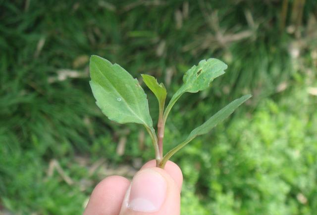 马头兰图片 新浪网