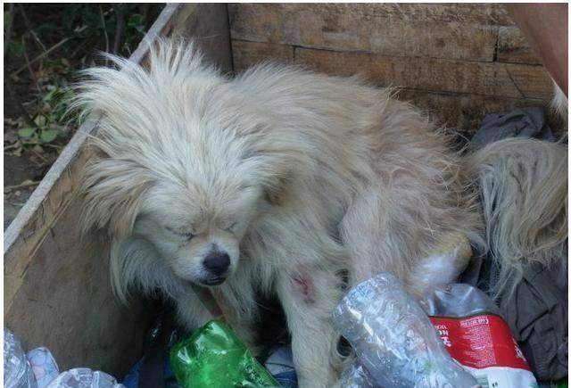 流浪汉靠着拾荒救治身染重病的流浪狗感动无数网友