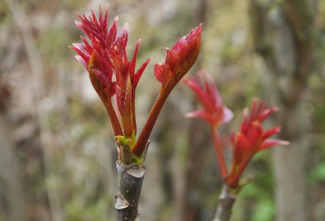 春天应季吃"春菜",怎么吃出不一样的新意|过敏|荠菜|蚕豆_新浪新闻