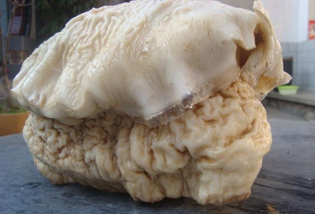 农村老人总说"不要在太岁头上动土", 太岁是怎样的一种存在?|太岁|农