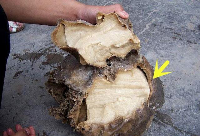 农村老人总说不要在太岁头上动土太岁是怎样的一种存在