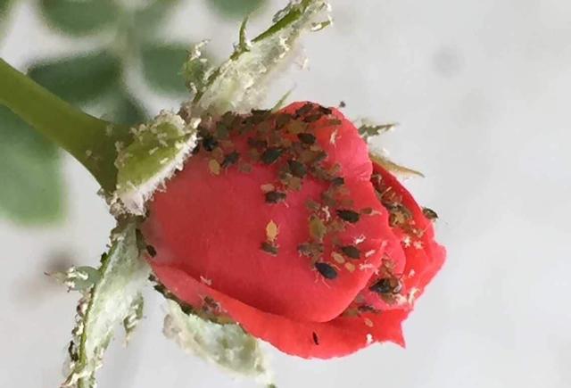 红蜘蛛|使用方法|蚜虫_新浪网