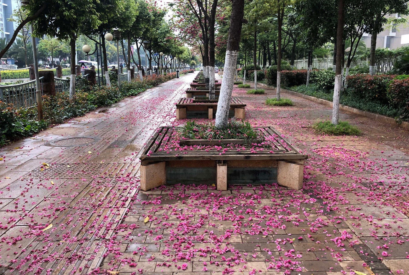 春城新雨后 满地花落皆是景