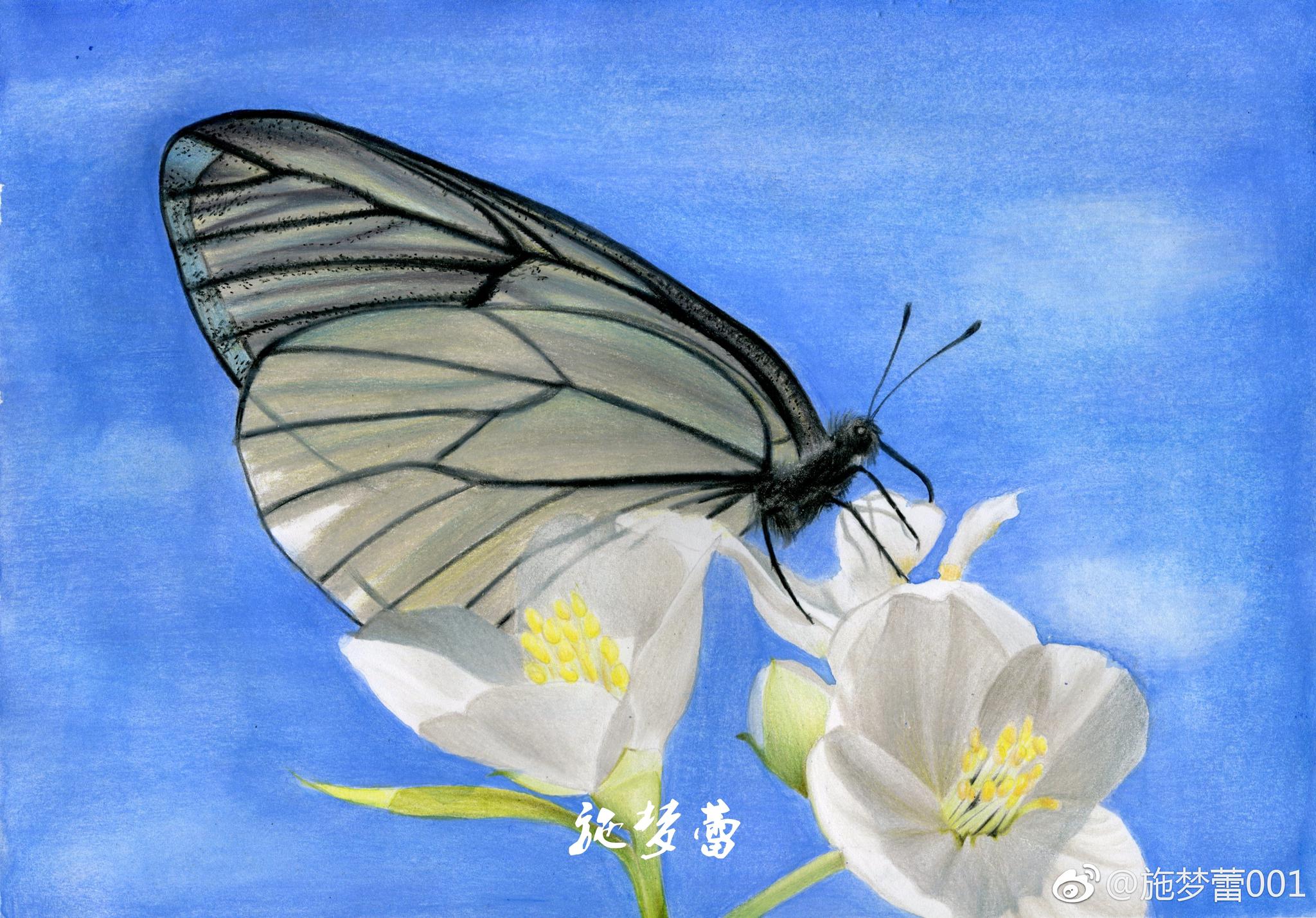 蝶恋花笔:霹雳马纸:荷兰白卡a4投稿