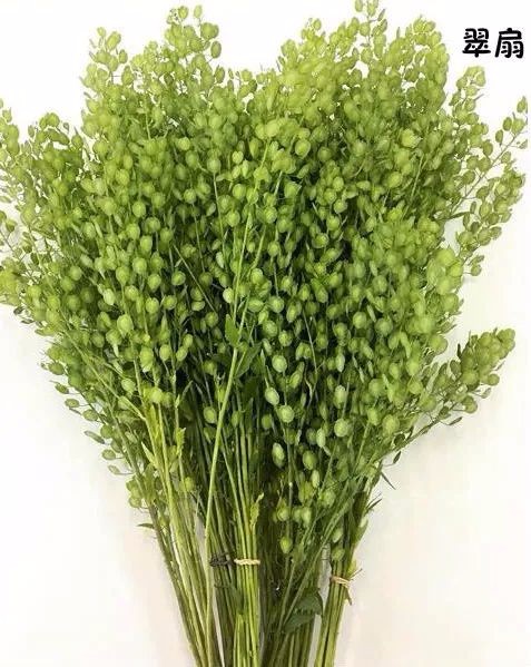 花艺配叶用法及常见100种配叶图示|花艺|插花|用法_新浪新闻