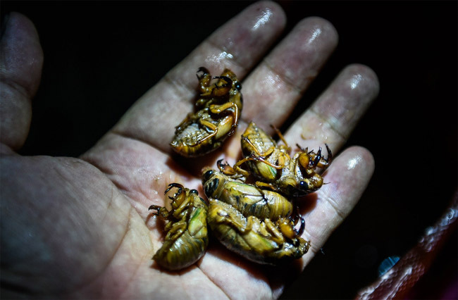 夏季才有的这道油炸金蝉美食你吃过吗