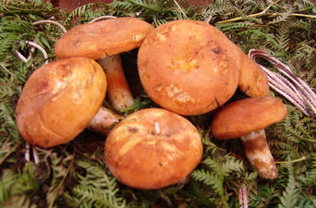云南吃菌子季节到啦你吃过几种云南野生菌呢