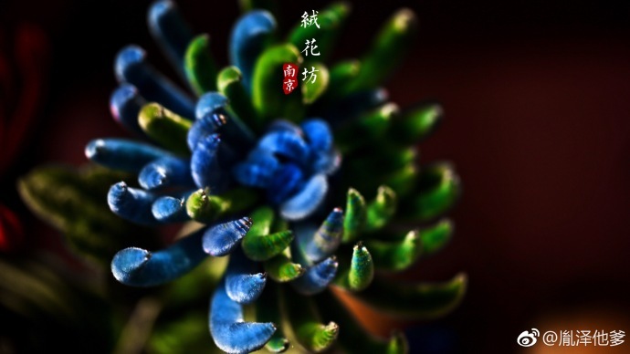 惊艳于《延禧攻略》中的绒花?要知道|延禧攻略|绒花|贡品_新浪新闻