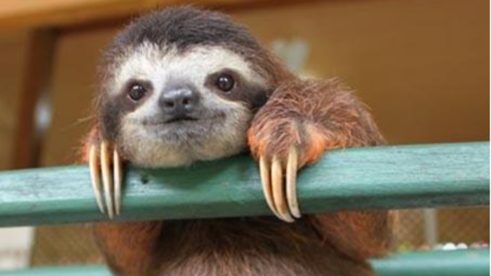 动作这么慢的树懒,为什么能在动物界生存?答案你绝对想不到