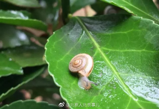 北京雨后数千只蜗牛爬上路面 壮观场面实属罕见!6月17日,北京降雨|蜗