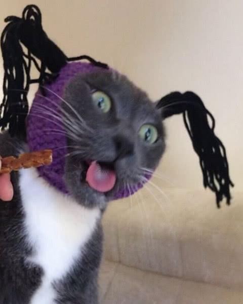 侄女和猫咪守家,没一会发来照片,主人一看笑喷在公司!