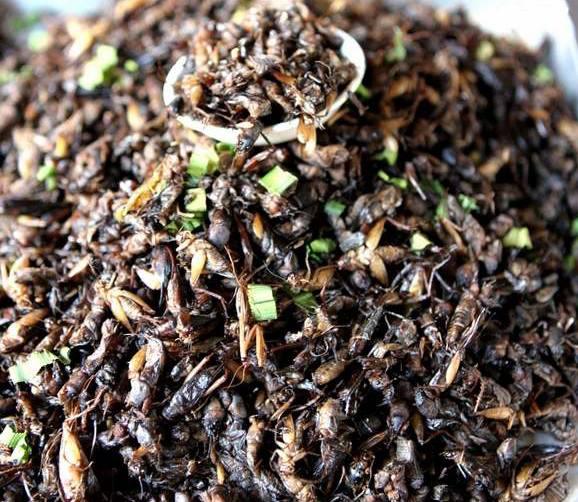 炒九香虫;九香虫行走江湖时所用的诨名"放屁虫"才是我们最熟悉的.