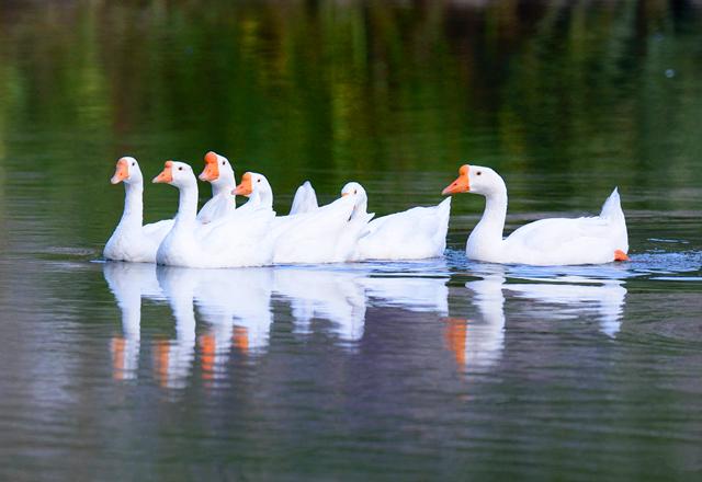 女子养的大白鹅无辜躺枪价值200多万的大白鹅只卖了16万