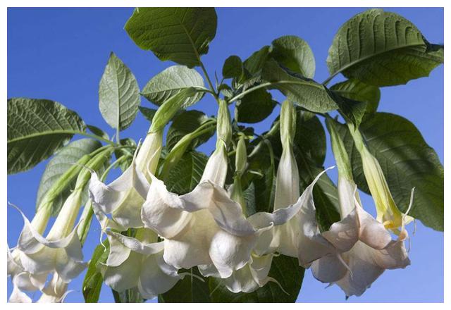 血瘀型哮喘咳嗽脾胃虚寒,风湿痹痛等病证事实上,曼陀罗花也叫洋金花