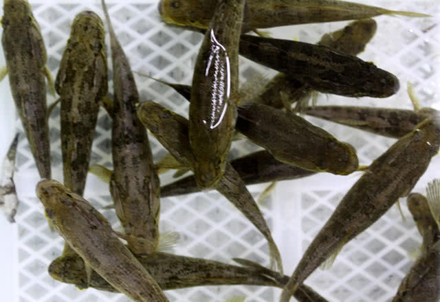 在东北冬天都冻不死的老头鱼吃的时候必须去头原因真奇葩